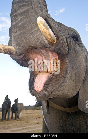 Da vicino e personale con un elefante in quanto apre la sua bocca per visualizzare i denti e la lingua a Camp Jabulani Foto Stock