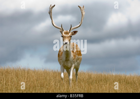 Maggese cervo a Knole Park a Sevenoaks in Kent Foto Stock