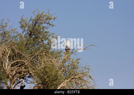 Il salmodiare pallido astore [Melierax poliopterus] in acacia Sossusvlei duna di sabbia area nel sud della Namibia centrale dell'Africa Foto Stock