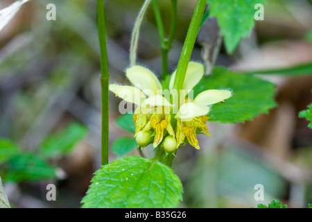 Fiore giallo selvatico appeso tra steli e foglie. Arcangelo giallo (Lamiastrum galeobdolon), con sei petali gialli e foglie verdi. Foto Stock