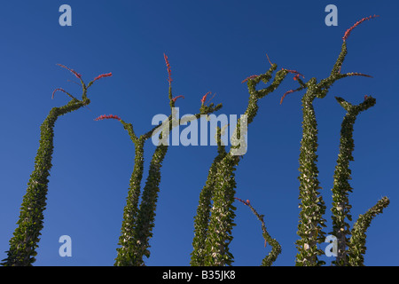 Ocotillo (Fouquieria splendens) rami raggiungere verso il cielo con i loro fiori di colore rosso in alto di deserto Anza-Borrego, CA, Stati Uniti d'America Foto Stock