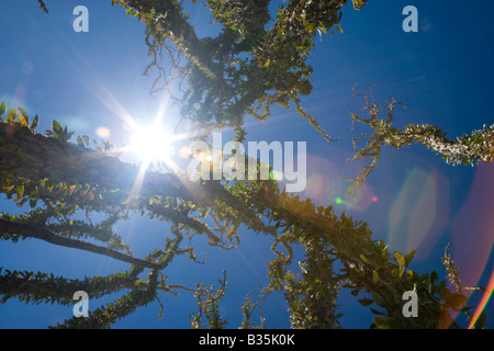 Ocotillo e cielo blu compreso il sole e lens flare nell'Anza Borrego Desert del sud della California USA Foto Stock