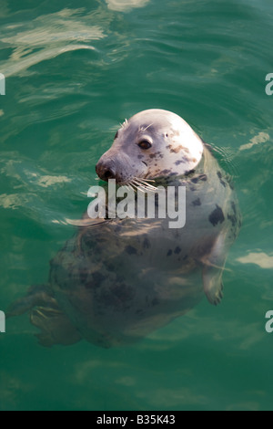 Guarnizione comune di nuoto in acqua di mare Foto Stock