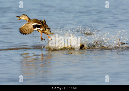 Germano reale Anas platyrhynchos con il giovane femmina adulta volare fino a invisibile aringa gull NORFOLK REGNO UNITO Foto Stock