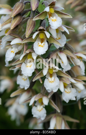 Elleborina palustre bergonii palustris close up di testa fiore Norfolk UK Luglio Foto Stock