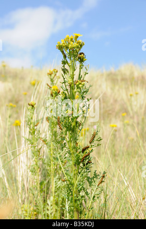 Il cinabro moth bruchi tyria jacobaeae alimentazione su erba tossica senecio jacobaea Norfolk Inghilterra Luglio Foto Stock