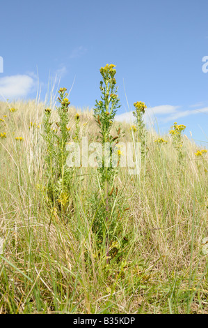 Il cinabro moth bruchi tyria jacobaeae alimentazione su erba tossica senecio jacobaea Norfolk Inghilterra Luglio Foto Stock