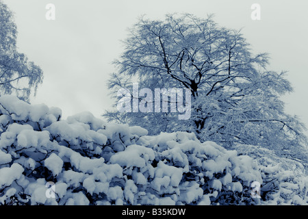 Alberi con neve sui loro rami Foto Stock