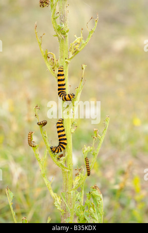 Il cinabro moth bruchi tyria jacobaeae alimentazione su erba tossica senecio jacobaea Norfolk Inghilterra Luglio Foto Stock