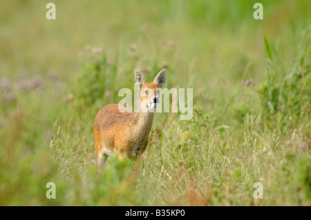 Acqua cinese deer hydropotes inermis nelle zone costiere freshmarsh Norfolk UK Luglio Foto Stock