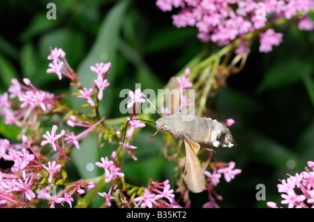 Ronzio uccello Hawk Moth macroglossum stellatarum rosso alimentazione Valeriana centranthus ruber Urban garden NORFOLK REGNO UNITO Foto Stock