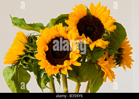 Close-up di girasoli decorate Foto Stock