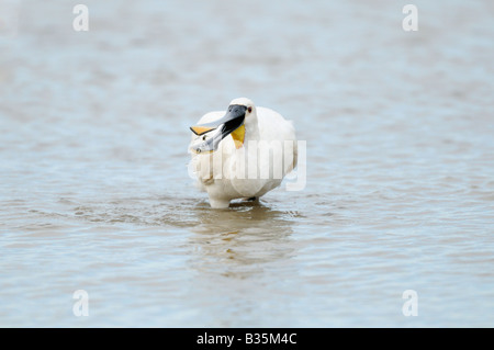 Spatola Platalea leucorodia singolo uccello con piccoli pesci nelle zone costiere raschiare Norfolk UK Luglio Foto Stock