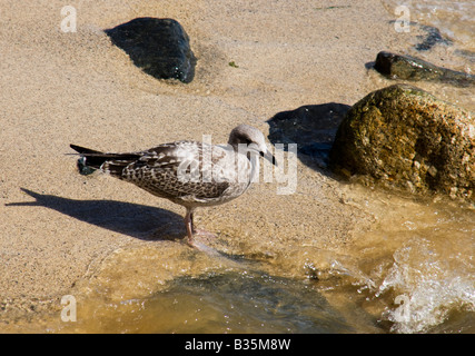 Giovani aringhe Gabbiano seduta sulla spiaggia sabbiosa Foto Stock