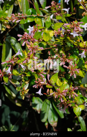 Abelia Grandiflora Foto Stock