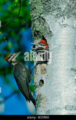 Picchio pileated dryocopus pileatus alimentazione di pulcini nel nido e usa Foto Stock
