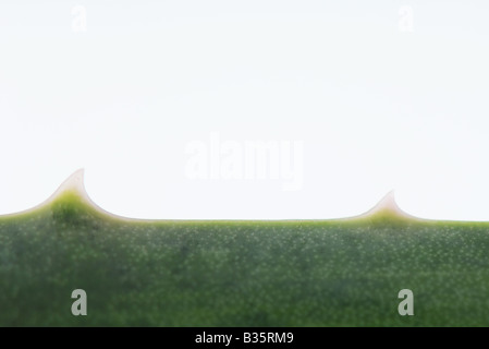 Foglia di aloe vera, extreme close-up Foto Stock