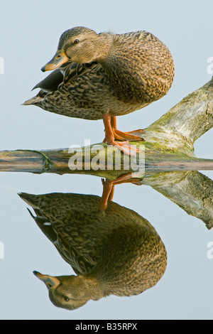 Femmina Mallard Duck appollaiato sul log in lago Anas platyrhynchos America del Nord Foto Stock