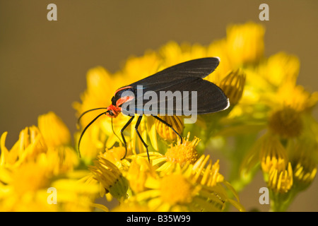 Il cinabro Moth su Tansy erba tossica. Foto Stock