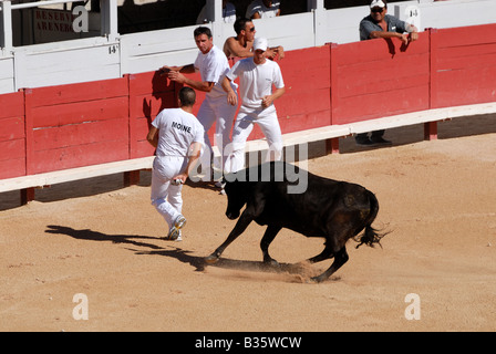 A caccia del Bull nell'arena romana di Arles, Francia Foto Stock