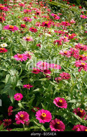 Fiori di Zinnia Foto Stock