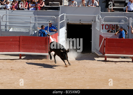 A caccia del Bull nell'arena romana di Arles, Francia Foto Stock