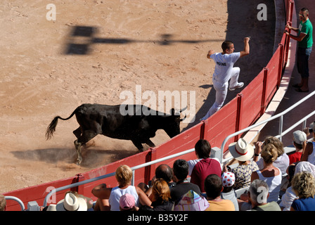 A caccia del Bull nell'arena romana di Arles, Francia Foto Stock