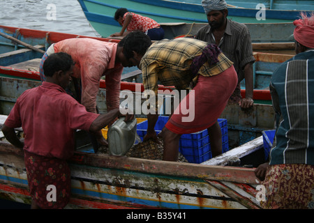 Fisermen indiano di Trivandrum Kerala India lo scarico del pesce e calamari da barca per la vendita nel mercato Foto Stock
