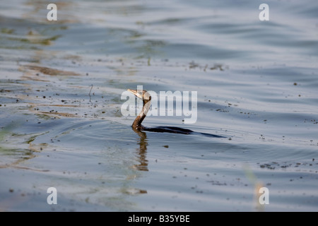 Pigmeo di cormorano Phalacrocorax pygmeus Foto Stock