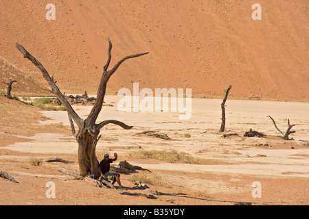 Uomo si siede tra i resti scheletrici di camel thorn acacia sul calcare e le dune di sabbia di Dead Vlei in Namibia in Africa Foto Stock