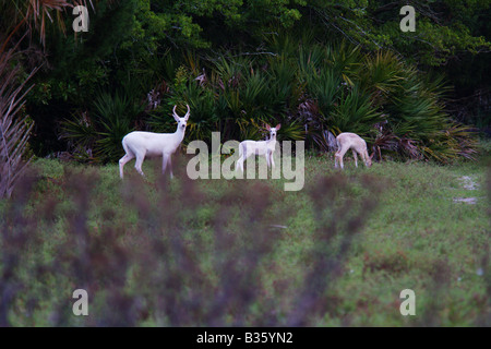 Una famiglia di puro white deer due dollari due cerbiatti di pascolare su Cumberland Island Georgia Foto Stock