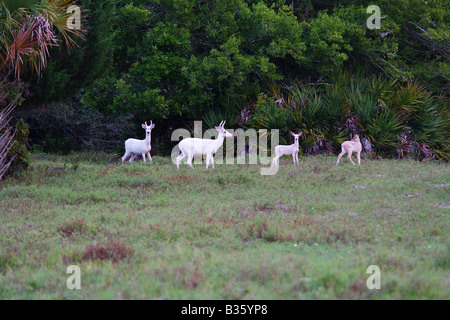 Una famiglia di puro white deer due dollari due cerbiatti di pascolare su Cumberland Island Georgia Foto Stock
