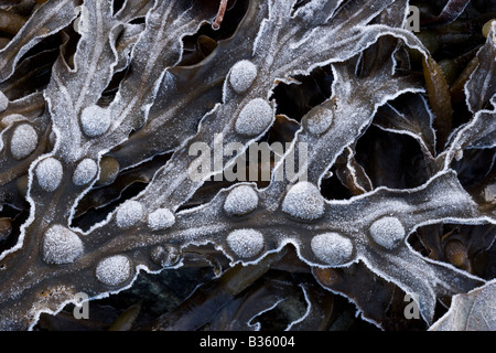 La vescica Wrack Fuscus vesiculosus frost Foto Stock