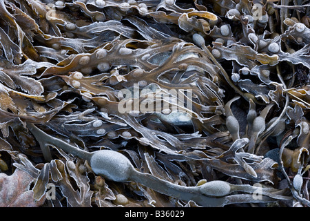 La vescica Wrack Fuscus vesiculosus frost Foto Stock