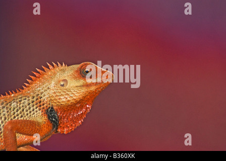 Voce maschile Oriental Garden Lizard Calotes versicolor Foto Stock