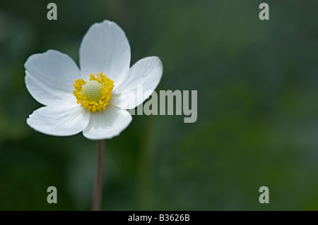 Snowdrop Anemone, Anemone sylvestris flower close up Foto Stock