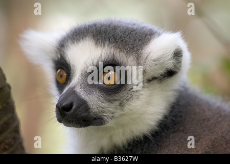 Anello lemure codato dal Madagascar in cattività Foto Stock