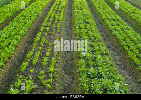 Giappone campo di verdure mizuna daikon ravanello Foto Stock