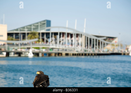 Spagna Barcellona Hawk ormeggiato a ringhiera si affaccia su Maremagnum shopping e acquario complesso in Marina Port Vell Foto Stock