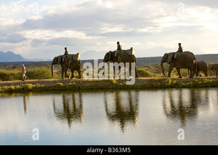 Elephant safari ride a Camp Jabulani sofisticato gioco di safari park vicino a Hoedspruit Sud Africa Foto Stock