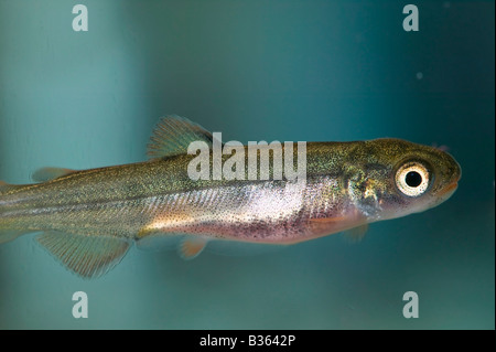 Salmone coho Fry Foto Stock