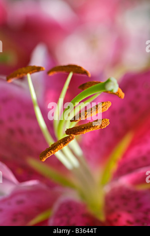 Stargazer lily, Lilium speciosum rubrum close up Foto Stock