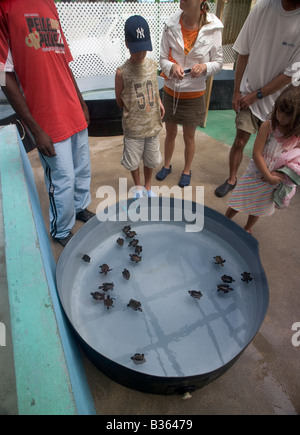 Una famiglia arriva al vecchio Hegg Turtle Santuario a guardare una vasca con 3 mese vecchia tartaruga embricata neonati nuoto in esso. Foto Stock