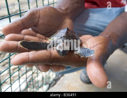 Un uomo detiene un bambino tartaruga embricata presso il vecchio hegg Turtle Santuario a Bequia West Indies Foto Stock