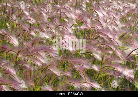 Coda di volpe Wild Grass Foto Stock