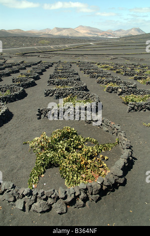 Hillside a Lanzarote, Isole Canarie, punteggiati da Zocos-bassi muri in pietra a secco- costituita da rocce di origine vulcanica, proteggere vitigni dai venti Foto Stock