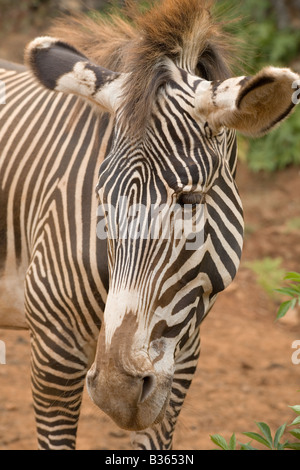 S Grevy Zebra Equus grevyi in un parco safari Foto Stock