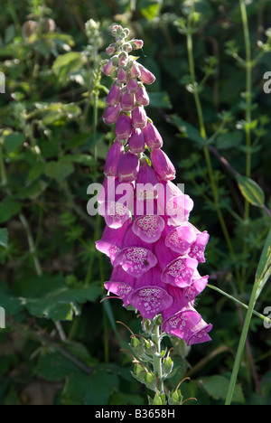 Viola selvatica foxglove (Digitalis purpurea) Foto Stock