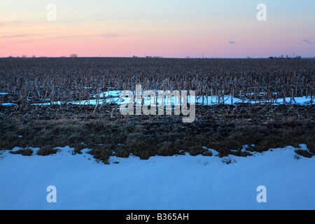 Febbraio SUNSET OVER CORNFIELD IN CENTRAL ILLINOIS USA Foto Stock