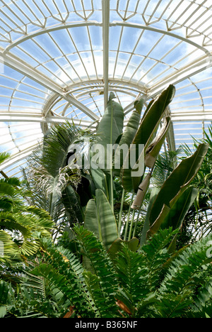 Inghilterra, Londra, piante in palm house di Kew Gardens Foto Stock